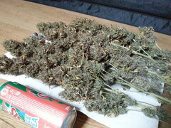 ZAMALDELICA, ACE SEEDS