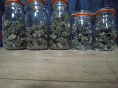 ZAMALDELICA, ACE SEEDS