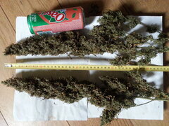 GOLDEN TIGER 3RD VERSION, ACE SEEDS