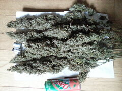 GOLDEN TIGER 3RD VERSION, ACE SEEDS