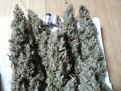 GOLDEN TIGER 3RD VERSION, ACE SEEDS