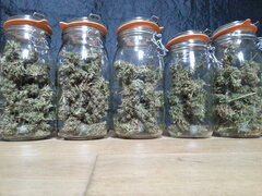 GOLDEN TIGER 3RD VERSION, ACE SEEDS
