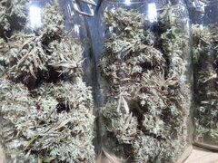 GOLDEN TIGER 3RD VERSION, ACE SEEDS