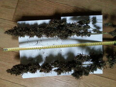 HAZE X KALI CHINA, ACE SEEDS