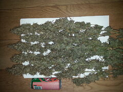 HAZE X KALI CHINA, ACE SEEDS