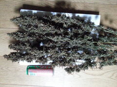 HAZE X KALI CHINA, ACE SEEDS