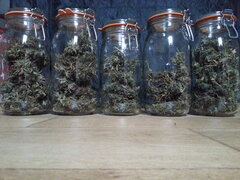 HAZE X KALI CHINA, ACE SEEDS