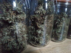 HAZE X KALI CHINA, ACE SEEDS
