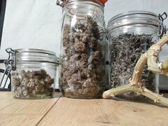 ELEVEN ROSES, DELICIOUS SEEDS