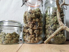 JACK EL FRUTERO, PHILOSOPHER SEEDS