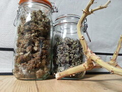 FIZZY FUEL, BLUEDOG GENETICS