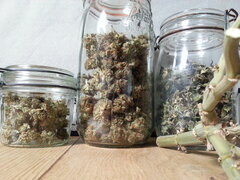MOTOR MINT, RIPPER SEEDS