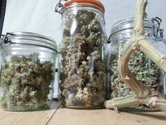 KOSHER KUSH, RESERVA PRIVADA