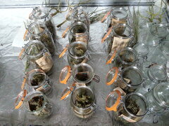 Les 3 sativa