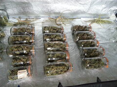 Les 3 sativa