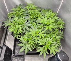 Sensi Seeds Mandarine Jam
