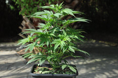 BIG BUD
