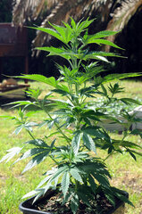 BIG BUD