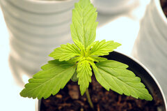 SOMANGO AUTO