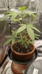 Gelato auto, fastbuds, freebies