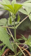 Gelato auto fastbuds freebies