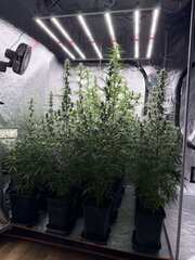 Nigerian Sativa 12/12+32