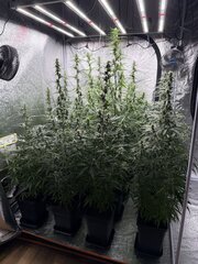 Nigerian Sativa 12/12+32