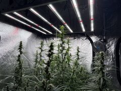Nigerian Sativa 12/12+32