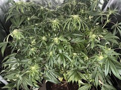 Tonton Vader F2 lot 23
