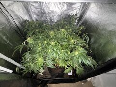 IMG_1554.jpeg