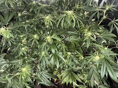 IMG_1555.jpeg