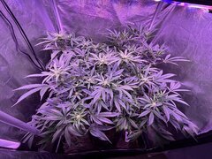 IMG_1558.jpeg