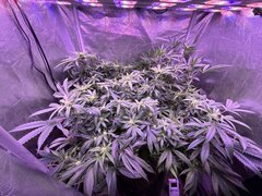 IMG_1560.jpeg