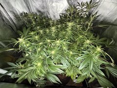 IMG_1567.jpeg
