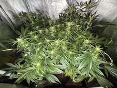 IMG_1568.jpeg