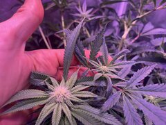 IMG_1578.jpeg
