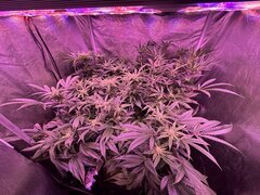 IMG_1579.jpeg