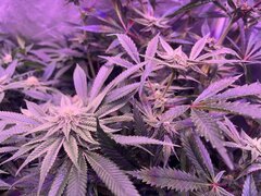 IMG_1585.jpeg
