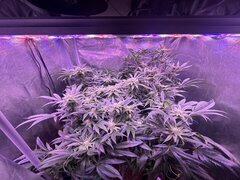 IMG_1586.jpeg
