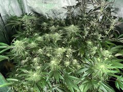 IMG_1597.jpeg