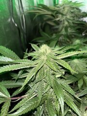 IMG_1599.jpeg