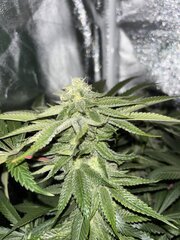 IMG_1600.jpeg