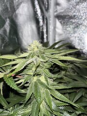 IMG_1601.jpeg