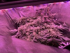 IMG_1631.jpeg