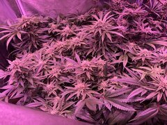 IMG_1632.jpeg