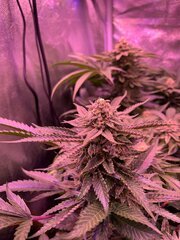 IMG_1646.jpeg