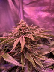 IMG_1647.jpeg
