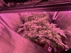 IMG_1703.jpeg