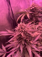 IMG_1704.jpeg