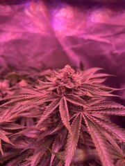 IMG_1705.jpeg